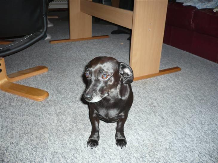 Blanding af racer Mille<3 billede 1