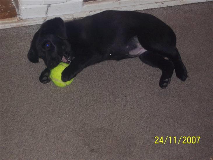 {{currentPhoto.altText}} billede {{currentPhoto.number}}