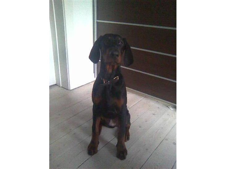 {{currentPhoto.altText}} billede {{currentPhoto.number}}