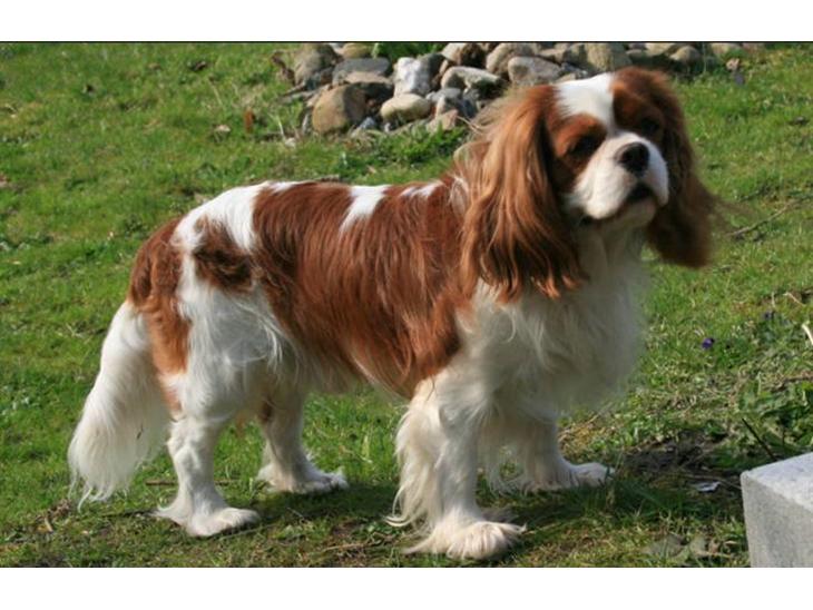 Cavalier king charles spaniel Popeye - Dejlige Popeye skal snart være far igen! billede 1