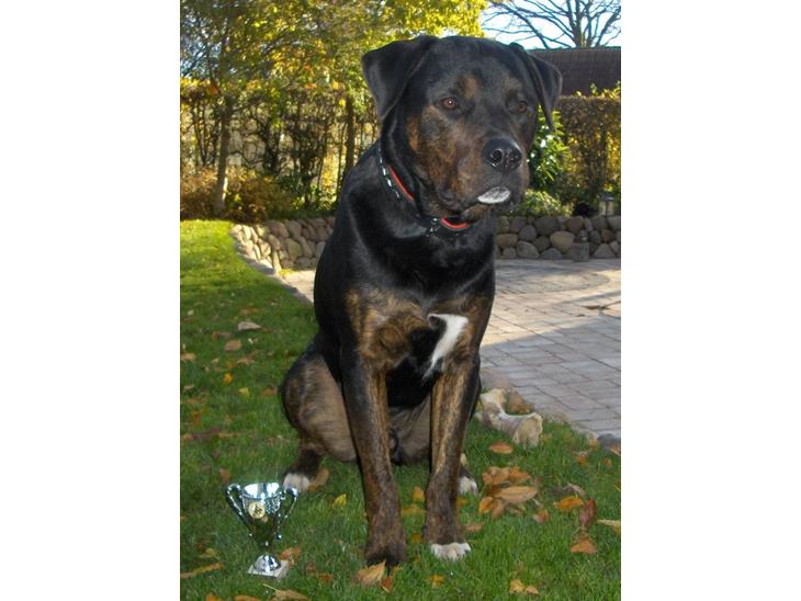 {{currentPhoto.altText}} billede {{currentPhoto.number}}