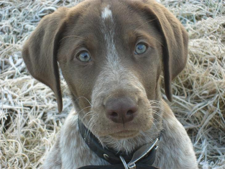 Blanding af racer Dixie - Dixie 11 uger billede 1