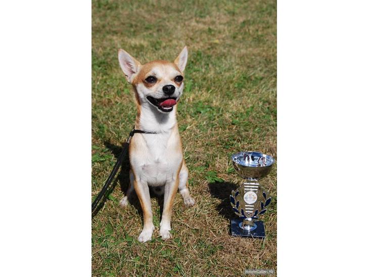 Chihuahua Marley - Marley med sin forste SL pokal <3 billede 1