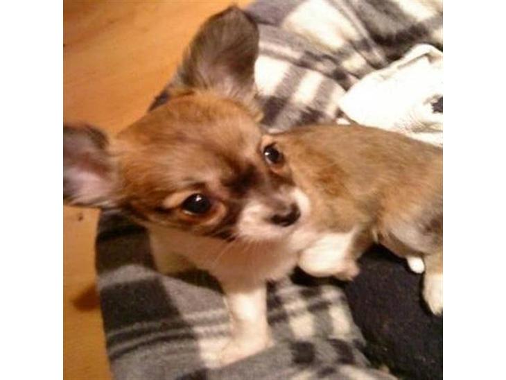 Chihuahua Daisey - Her er Daisey 9 Uger gammel. <3 billede 1