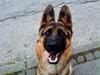 Schæferhund Nørreheden Aya