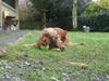 Cocker spaniel Lady [Tidl. hund]