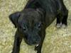 Amerikansk staffordshire terrier coco