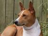 Basenji Fanta [ Himmelhund]