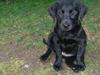 Labrador retriever Wilma <3