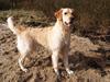 Golden retriever Nova [ Himmelhund]