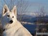 Hvid Schweizisk Hyrdehund Hetolix Q-tips
