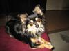 Chihuahua Sigurd