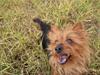 Australsk terrier Buste *i hunde himmelen*
