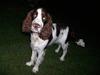 Engelsk springer spaniel Molly(Charmarqs Princess)