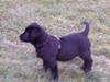 Blanding af racer Baloo