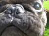 Fransk bulldog Yugi