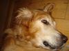 Golden retriever Viktor [Tidl. hund]