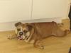 Engelsk bulldog Boris