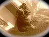 Engelsk bulldog MANSE
