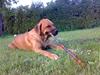 Mastiff Reja