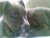 Amerikansk staffordshire terrier Emma