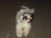 Chinese crested powder puff Zhu Mu Yo