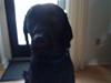 Labrador retriever oscar