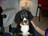 Berner sennenhund Carlo Falk