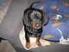 Gravhund Batman