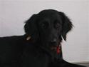 Labrador retriever Kasja