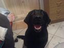 Labrador retriever /Formel 1 Raki