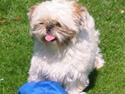Shih tzu Molly (dolle)