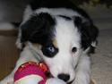 Border collie Ziggy