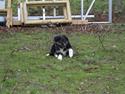 Border collie Mikas