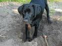 Labrador retriever Luca