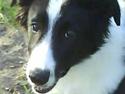 Border collie lucca * solgt :`( *