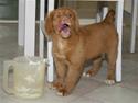 Nova scotia duck tolling retriever Mushu
