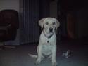 Labrador retriever Zakia