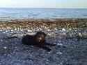 Labrador retriever Money