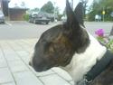 Bullterrier Dutte Mors Prinsesse