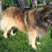 Leonberger Humle* MISSING! :/ 