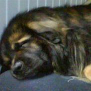 Leonberger Humle* MISSING! :/ 