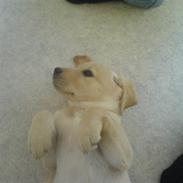 Labrador retriever frida