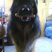 Leonberger Humle* MISSING! :/ 