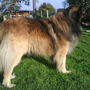 Leonberger Humle* MISSING! :/ 