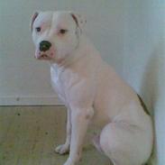 Amerikansk bulldog Plet