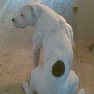 Amerikansk bulldog Plet