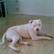 Amerikansk bulldog Plet