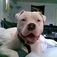 Amerikansk bulldog Plet