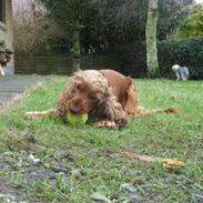 Cocker spaniel Lady